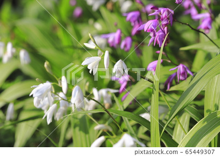 白色和紫色矽烷花 65449307