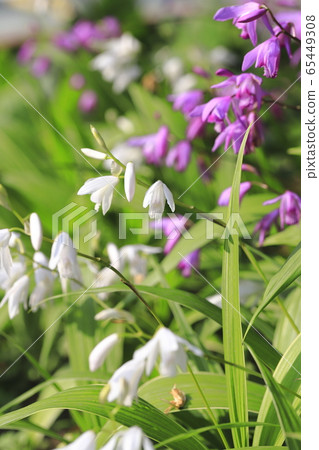 白色和紫色矽烷花 65449308