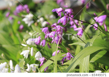 White and purple silane flowers 65449371