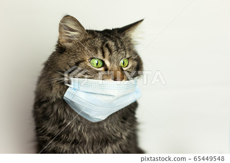 Medical mask for cat virus protected cat at home 65449548