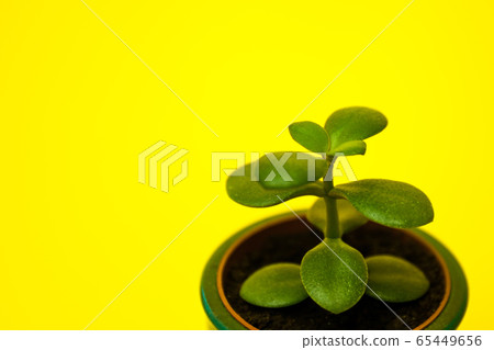 Crassula flower succulent plant in green ceramic 65449656