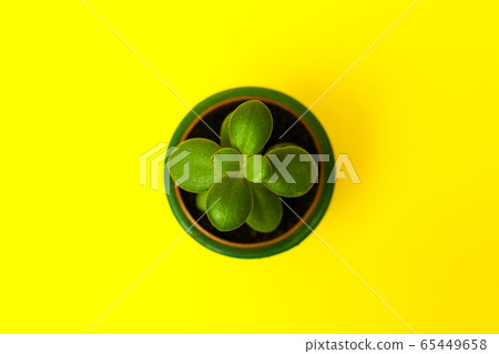 Crassula flower succulent plant in green ceramic 65449658