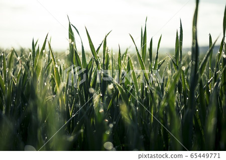 Beautiful Close Up of Rich Green Grass in Morning Light with Rain or Dew Water Drops and Bokeh Beautiful Close Up of Rich Green Grass in Morning Light with Rain or Dew Water Drops and Bokeh 65449771