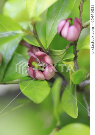 Magnolia figo flower 65449832