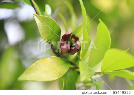 Magnolia figo flower 65449833