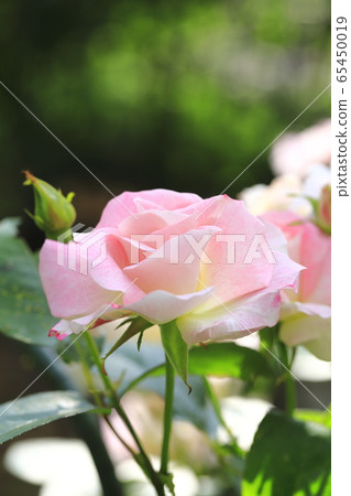 Rose garden in early summer Pink roses Rose garden in early summer Pink roses 65450019