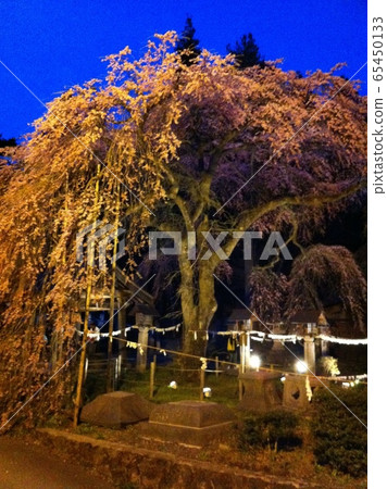 死棕色櫻桃樹 65450133