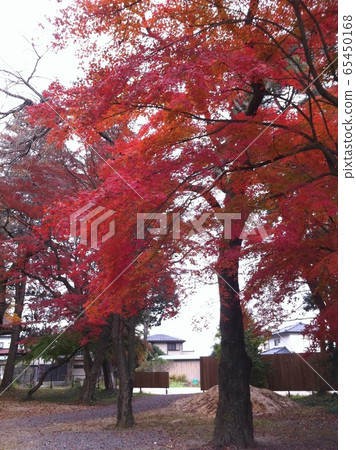 Autumn leaves Autumn leaves 65450168