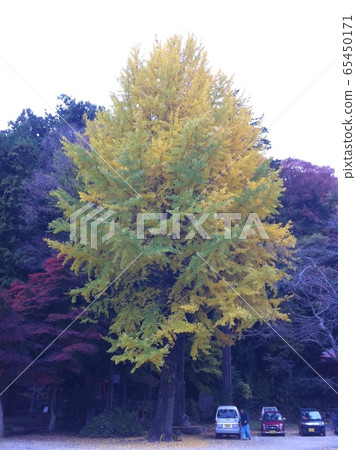 wood wood 65450171
