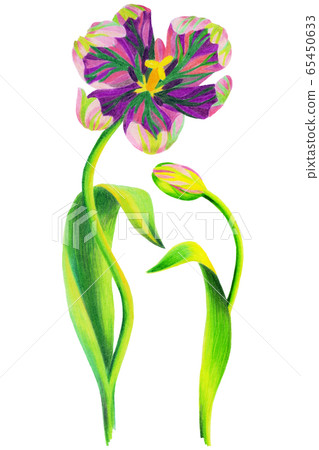 Single tulip flower drawing Single tulip flower drawing 65450633