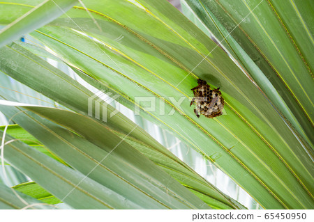 Wasp nest is on green palm leaves. Polistes Wasp nest is on green palm leaves. Polistes 65450950
