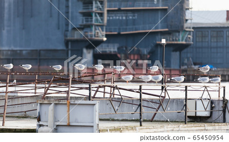 Seagulls sit on a rusty railings in port 65450954