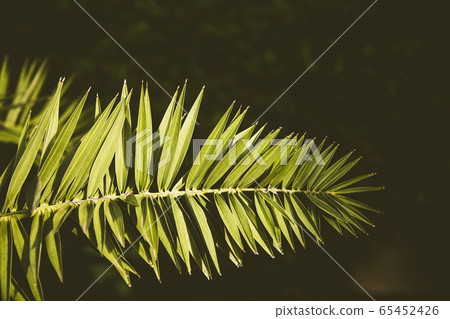 Green palm branch Green palm branch 65452426