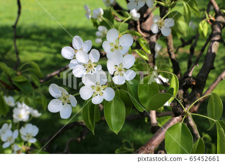 Beautiful branch with white flovers of spring tree 65452661
