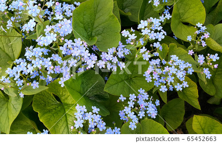 Small blue flowers of Forget-me-nots in spring 65452663