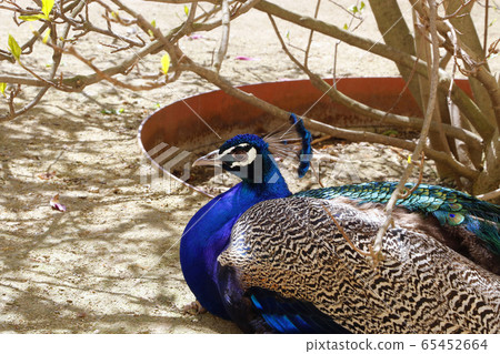 Peacock resting in the shade on a sunny day 65452664