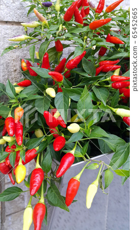 Decorative red pepper plant 65452665