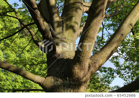 Trunk of a large old oak in a spring park 65452666