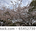Cherry Blossoms	 65452730