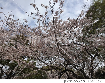 Cherry Blossoms	 65452730