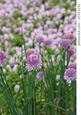 Chives Chives 65453292