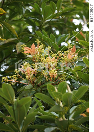 黑松 黑松 65453907