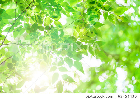 Fresh green leaves 65454439