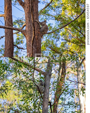 Collage Of Australian Koalas In Their Natural 65454597