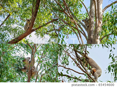 Collage Of Australian Koalas In Their Natural 65454600