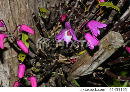 Sekkok lived on a tree - Stock Photo [65455165] - PIXTA