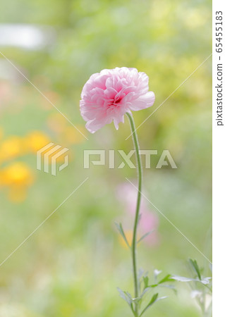 Ranunculus Ranunculus 65455183