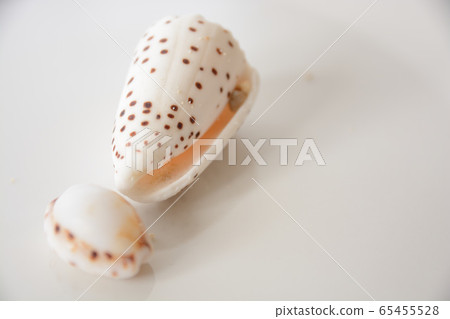 Seashell 65455528