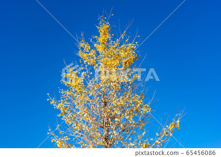 Autumnal leaves yellow leaves Autumnal leaves yellow leaves 65456086