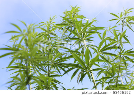 藍藍的天空和大麻 65456192