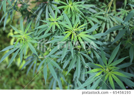 Marijuana 65456193