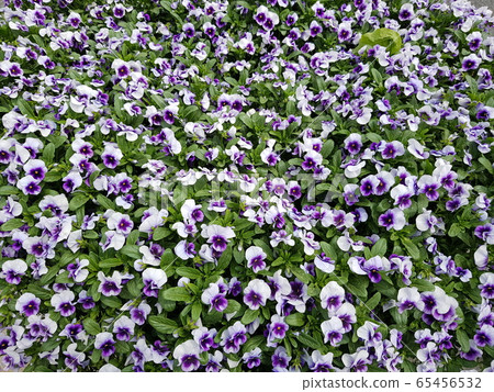 Pansy flower Pansy flower 65456532