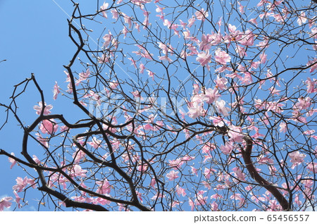 In full bloom In full bloom 65456557
