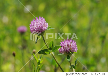 May: Inagi 138 Murasaki Mekusa / Fabaceae / Akame Mekusa 65457101