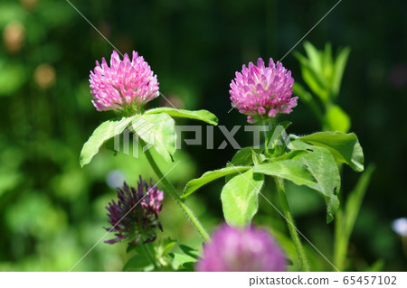May: Inagi 136 Murasaki Mekusa / Fabaceae / Akame Mekusa 65457102