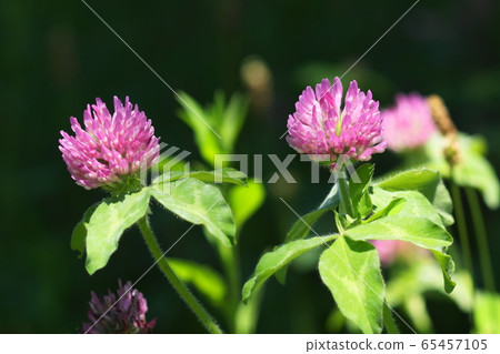 132年5月Inagi Murasaki Mekusa /豆科/ Akame Mekusa 65457105