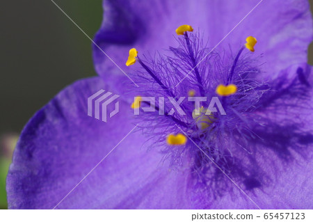 5月：稻城116村崎久草，卓草家庭，紫鹿草 65457123