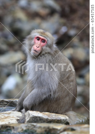 Snow monkey in Jigokudani Monkey Park Snow monkey in Jigokudani Monkey Park 65457585