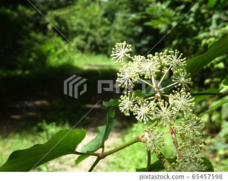 Udo blooming landscape Udo blooming landscape 65457598