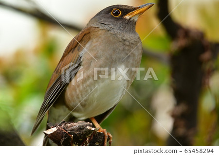 白腹 白腹 65458294