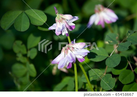 Wild grass Renge Wild grass Renge 65458667