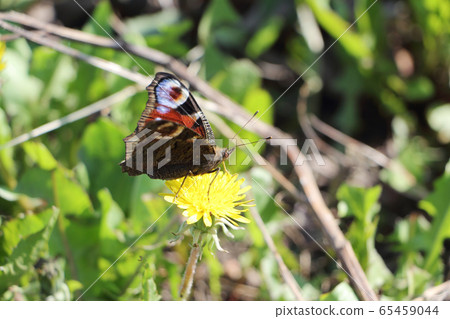 Butterfly Peacock eye collecting nectar on a Butterfly Peacock eye collecting nectar on a 65459044