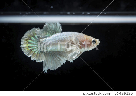 Fighting fish (Betta splendens) Fish with a 65459150