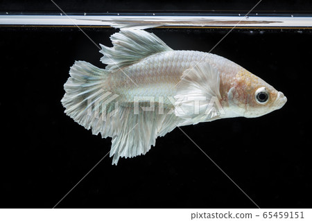Fighting fish (Betta splendens) Fish with a Fighting fish (Betta splendens) Fish with a 65459151