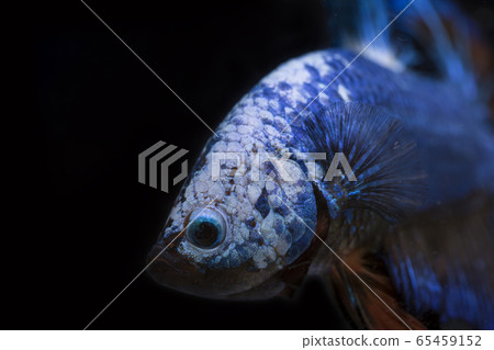 Fighting fish (Betta splendens) Fish with a Fighting fish (Betta splendens) Fish with a 65459152