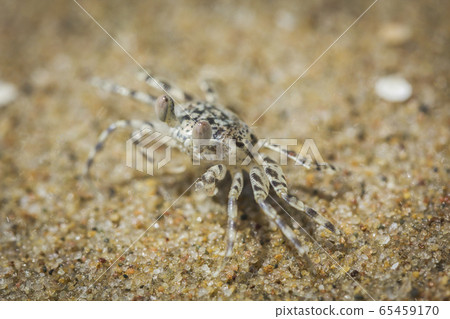 crab on the beach 65459170